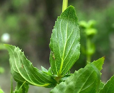 Calceolaria nitida