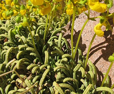 Calceolaria pinifolia