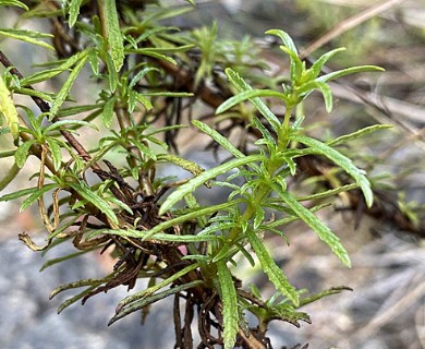 Calceolaria thyrsiflora