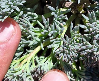 Callianthemoides semiverticillata