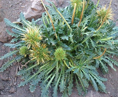 Calycera herbacea