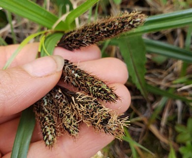 Carex banksii