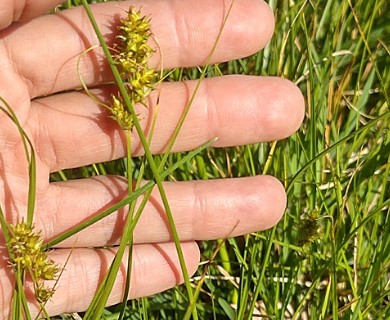 Carex bonariensis