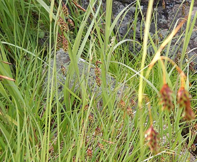 Carex magellanica