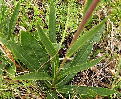 Chrysolaena flexuosa