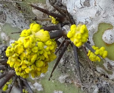 Chrysothrix pavonii