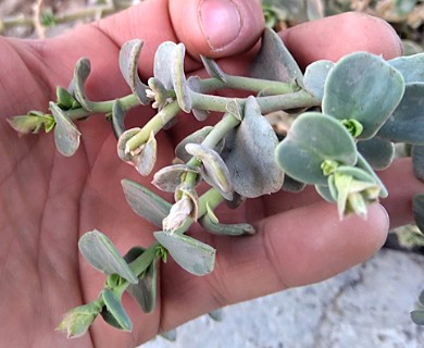 Cistanthe densiflora
