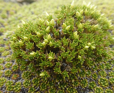 Colobanthus lycopodioides