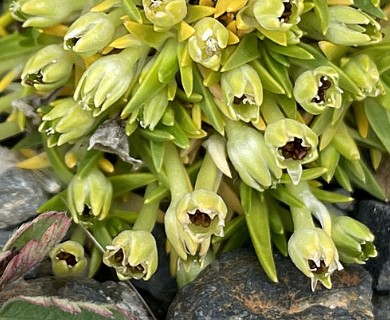 Colobanthus quitensis