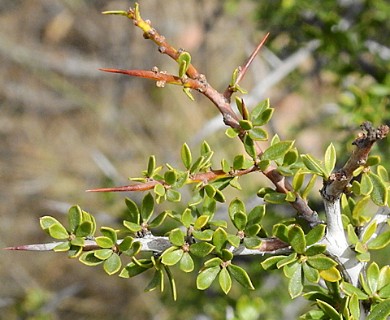 Condalia microphylla
