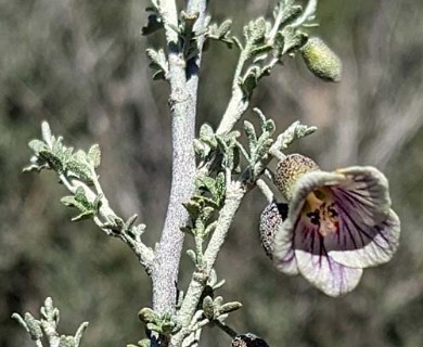 Corynabutilon bicolor