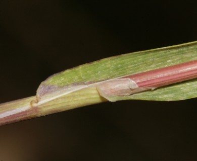 Cynosurus echinatus