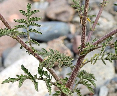Descurainia erodiifolia
