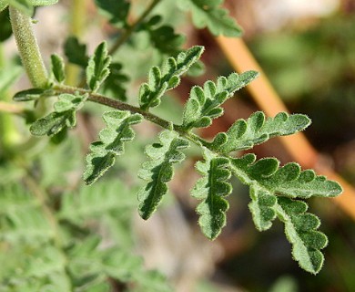 Descurainia pimpinellifolia