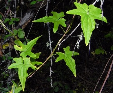 Dioscorea reticulata