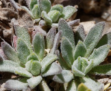 Draba magellanica