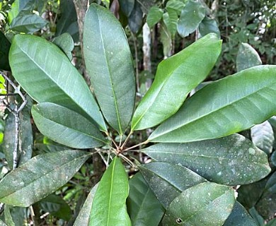Esenbeckia grandiflora