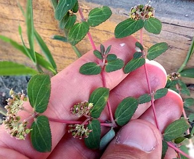 Euphorbia berteroana