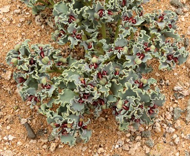 Euphorbia copiapina
