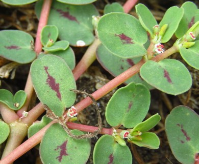 Euphorbia klotzschii