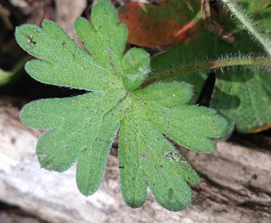 Geranium magellanicum