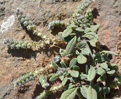 Heliotropium paronychioides