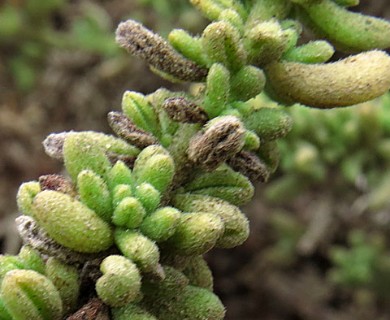 Heliotropium pycnophyllum