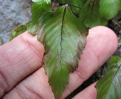 Hymenophyllum cruentum