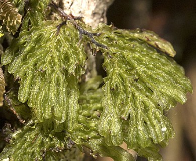 Hymenophyllum darwinii
