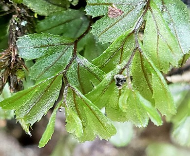 Hymenophyllum falklandicum
