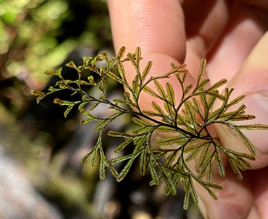 Hymenophyllum secundum