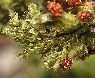 Hymenophyllum tortuosum