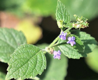 Hyptis mutabilis