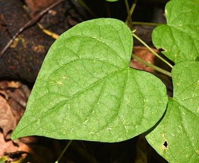 Ipomoea grandifolia
