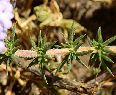 Junellia seriphioides