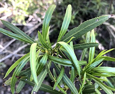 Kageneckia angustifolia