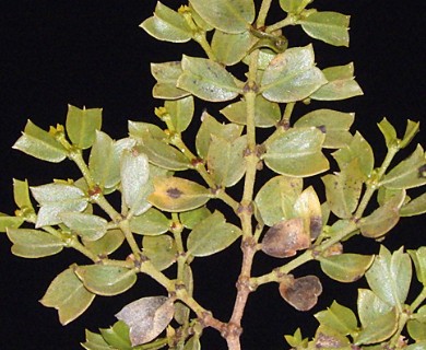 Larrea cuneifolia