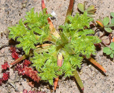 Lastarriaea chilensis