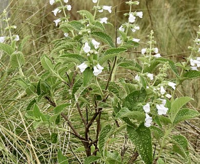 Lepechinia floribunda