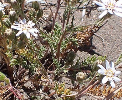 Leucheria achillaeifolia