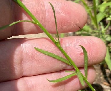 Linaria canadensis