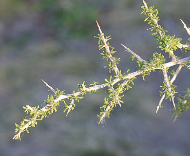 Lycium tenuispinosum