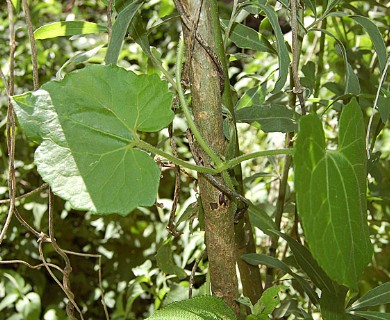 Mikania periplocifolia