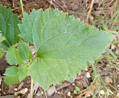 Mikania urticifolia