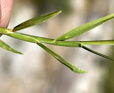 Muhlenbergia asperifolia