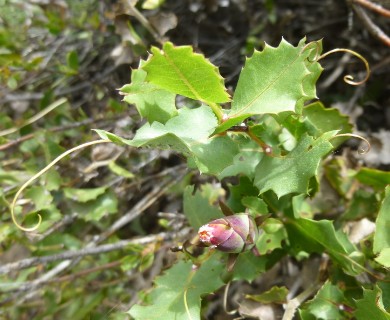 Mutisia ilicifolia