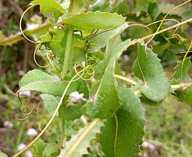 Mutisia latifolia