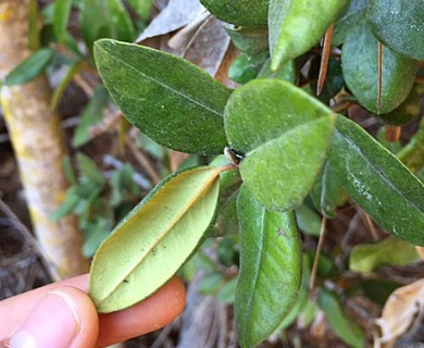 Myrceugenia correifolia