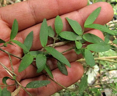 Myrceugenia parvifolia