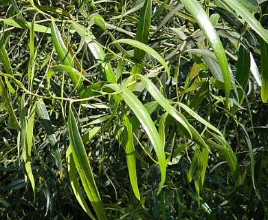 Nectandra angustifolia